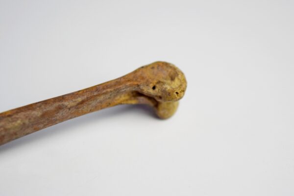 Great Auk Left Tibiotarsus Bone - Image 4