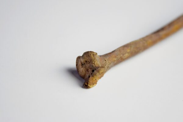 Great Auk Left Tibiotarsus Bone - Image 5