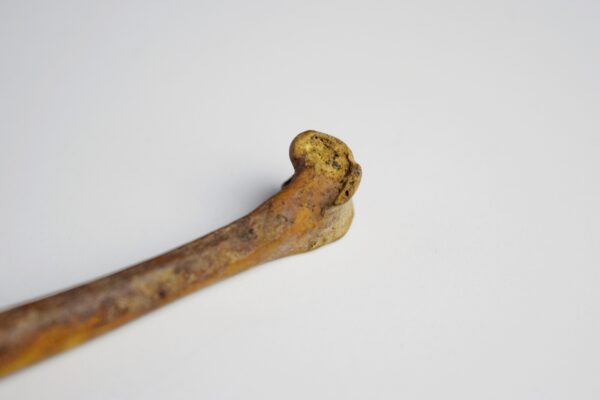 Great Auk Left Tibiotarsus Bone - Image 6