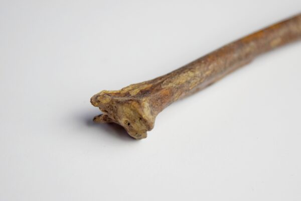 Great Auk Left Tibiotarsus Bone - Image 7