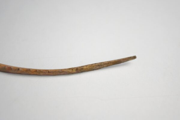 Great Auk Rib Bone - Image 4