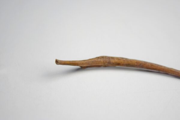 Great Auk Rib Bone - Image 3