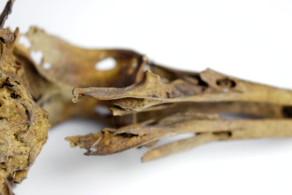 Great Auk Skull - Image 9