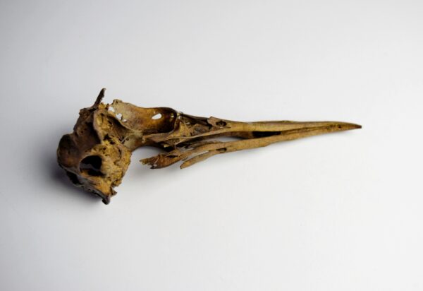 Great Auk Skull - Image 10