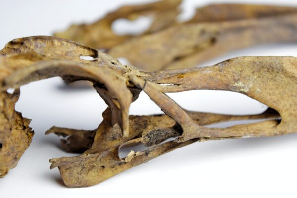 Great Auk Skull - Image 11