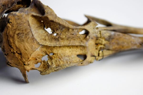 Great Auk Skull - Image 7