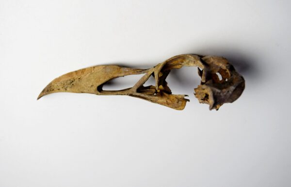 Great Auk Skull - Image 13