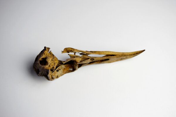 Great Auk Skull - Image 8