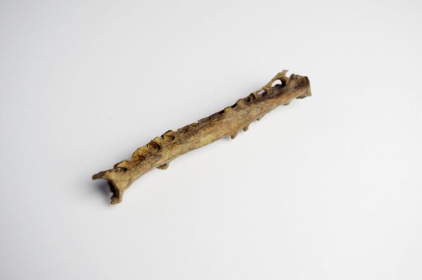 Great Auk Synsacrum Bone - Image 3