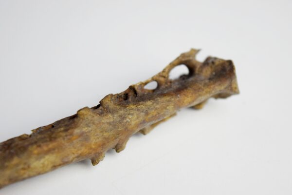 Great Auk Synsacrum Bone - Image 4