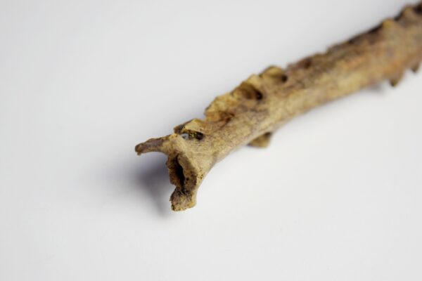 Great Auk Synsacrum Bone - Image 5