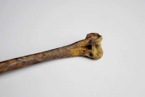 Great Auk Right Tibiotarsus Bone - Image 7