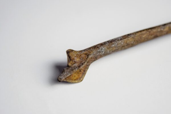 Great Auk Right Tibiotarsus Bone - Image 6