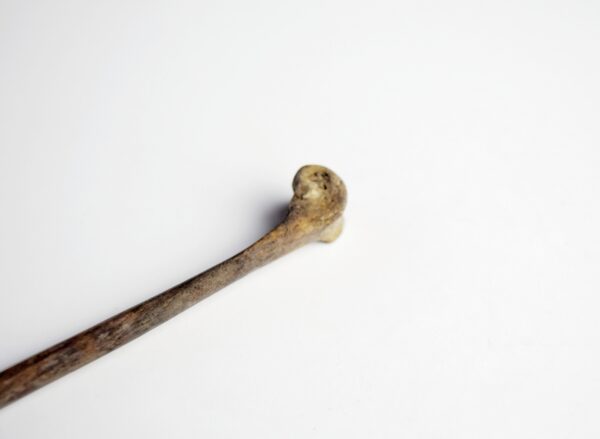 Great Auk Right Tibiotarsus Bone - Image 4