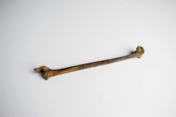 Great Auk Right Tibiotarsus Bone - Image 3