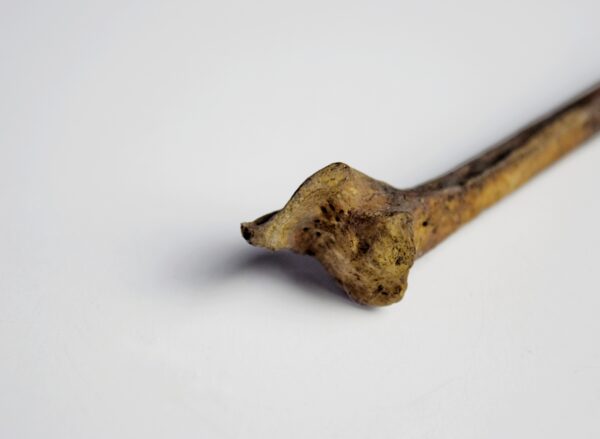 Great Auk Right Tibiotarsus Bone - Image 2