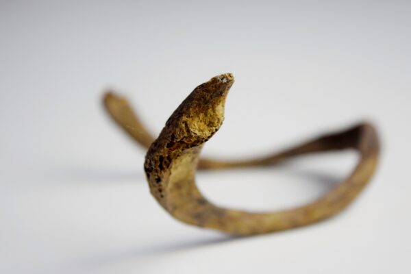 Great Auk Furcula Bone - Image 2