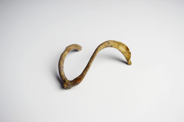 Great Auk Furcula Bone - Image 3