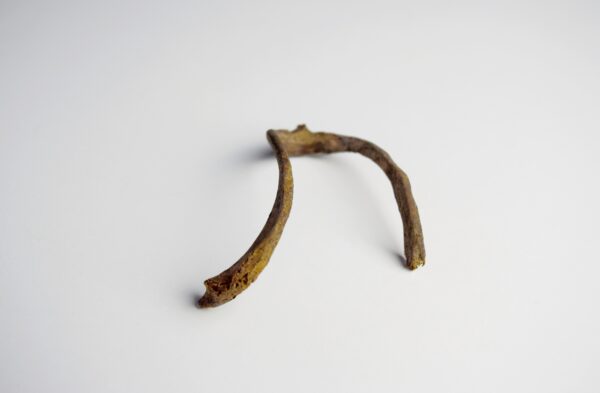 Great Auk Furcula Bone - Image 5