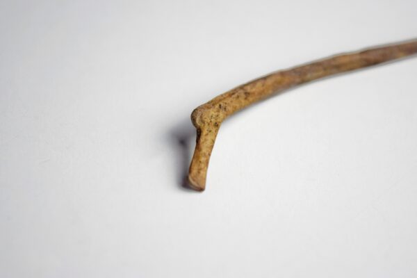 Great Auk Rib Bone - Image 4