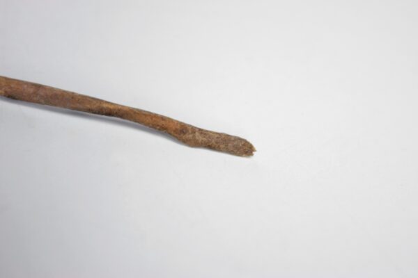 Great Auk Rib Bone - Image 3