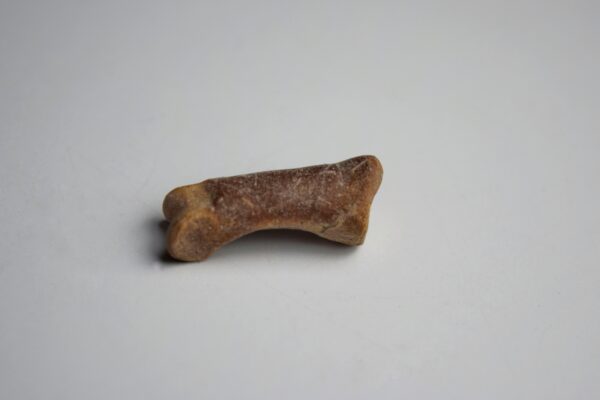 Dodo Toe Digit Bone - Image 3