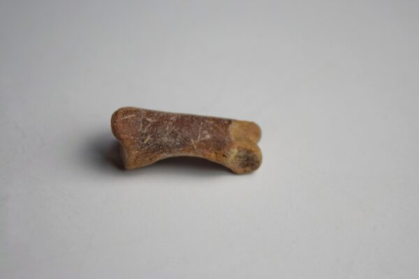 Dodo Toe Digit Bone - Image 2