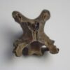 Dodo Neck Vertebrae