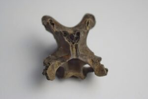 Dodo Neck Vertebrae