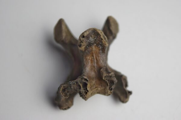 Dodo Neck Vertebrae - Image 2