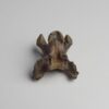 Dodo neck vertebrae