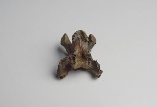 Dodo neck vertebrae