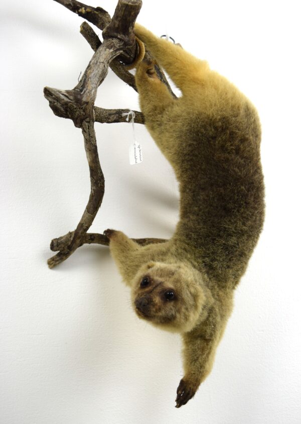 Common Spotted Cuscus - Image 4