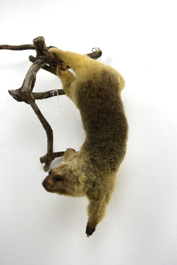 Common Spotted Cuscus - Image 5