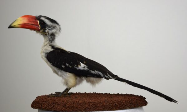 Von Der Decken Hornbill