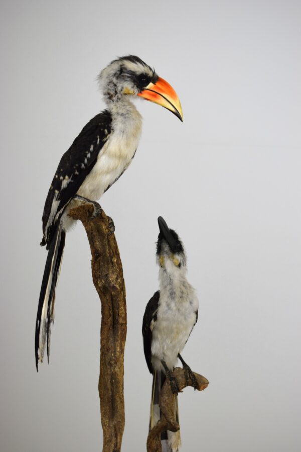 Von Der Decken Hornbill