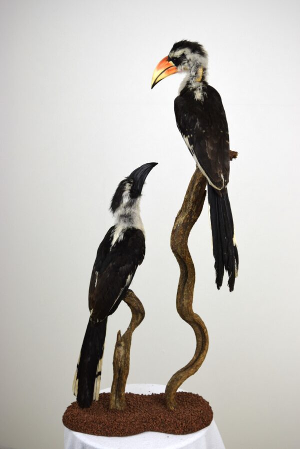 Von Der Decken Hornbill - Image 11