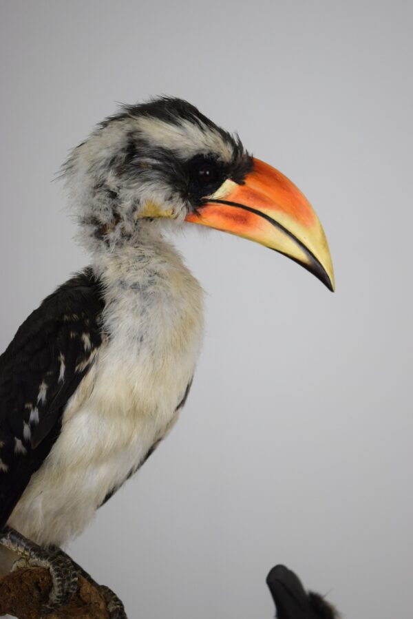 Von Der Decken Hornbill - Image 2