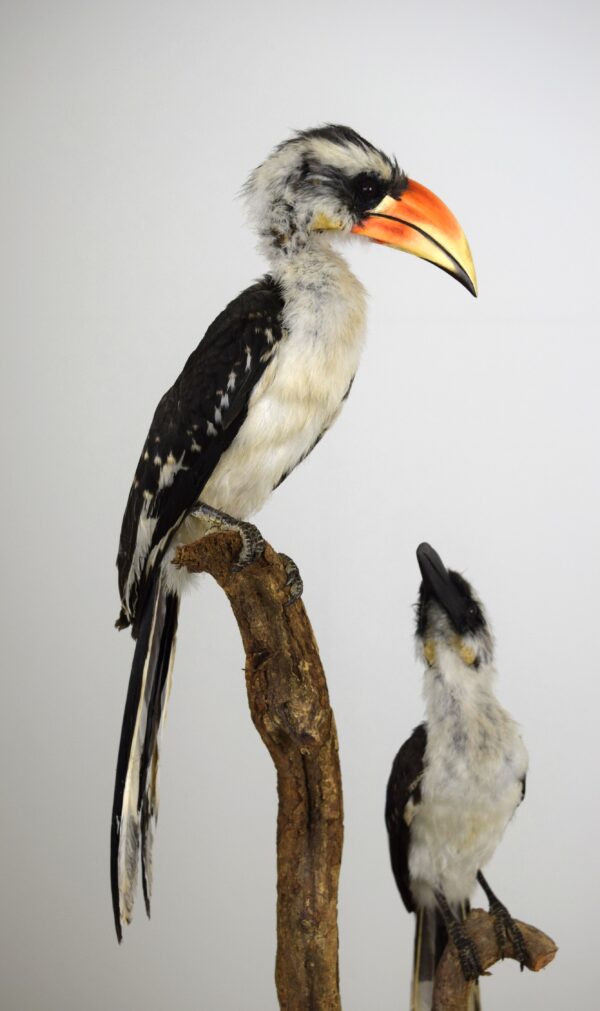 Von Der Decken Hornbill - Image 3