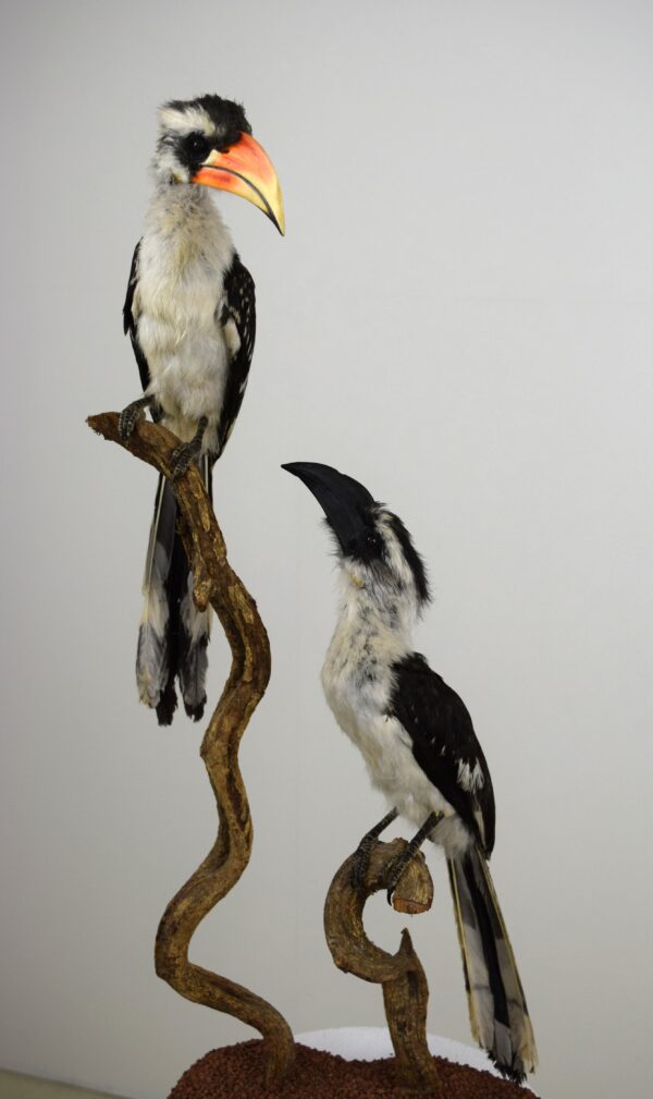 Von Der Decken Hornbill - Image 4