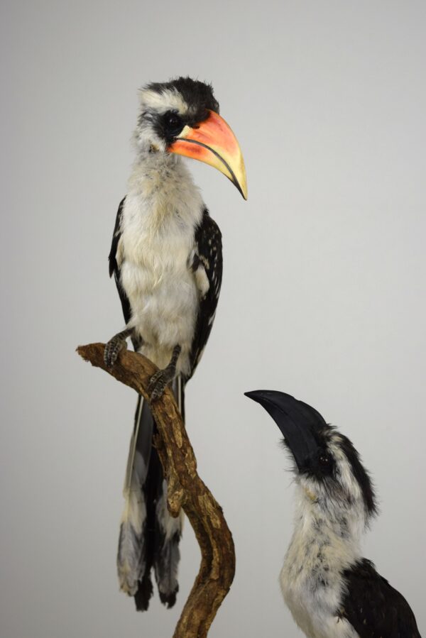 Von Der Decken Hornbill - Image 5