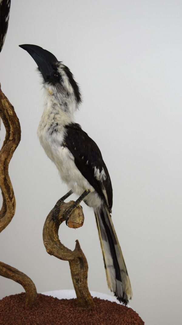 Von Der Decken Hornbill - Image 6