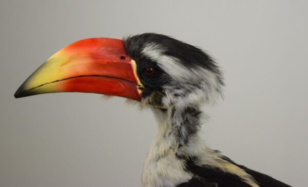 Von Der Decken Hornbill - Image 2