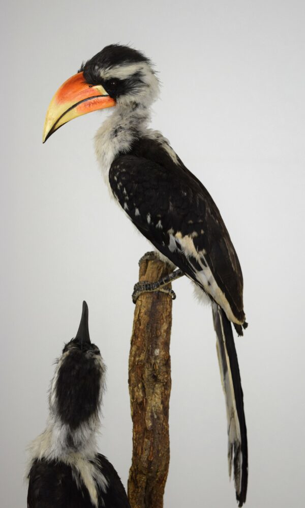 Von Der Decken Hornbill - Image 7