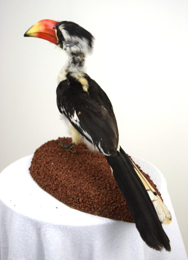 Von Der Decken Hornbill - Image 3