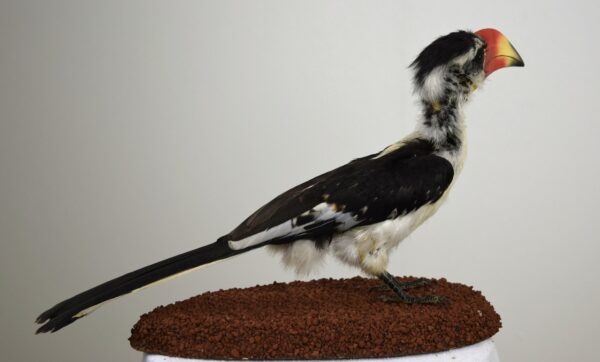 Von Der Decken Hornbill - Image 4