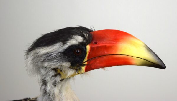 Von Der Decken Hornbill - Image 5