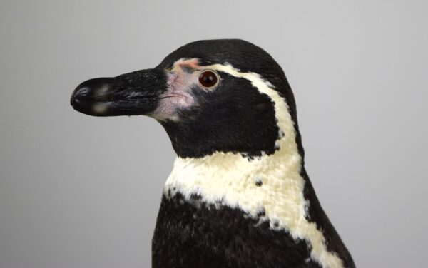 Humboldt Penguin - Image 2