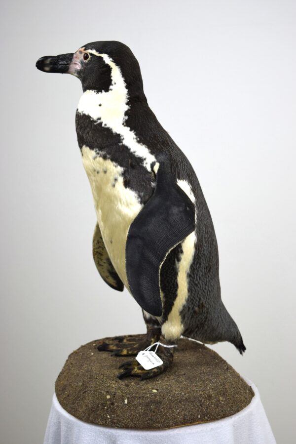 Humboldt Penguin - Image 3