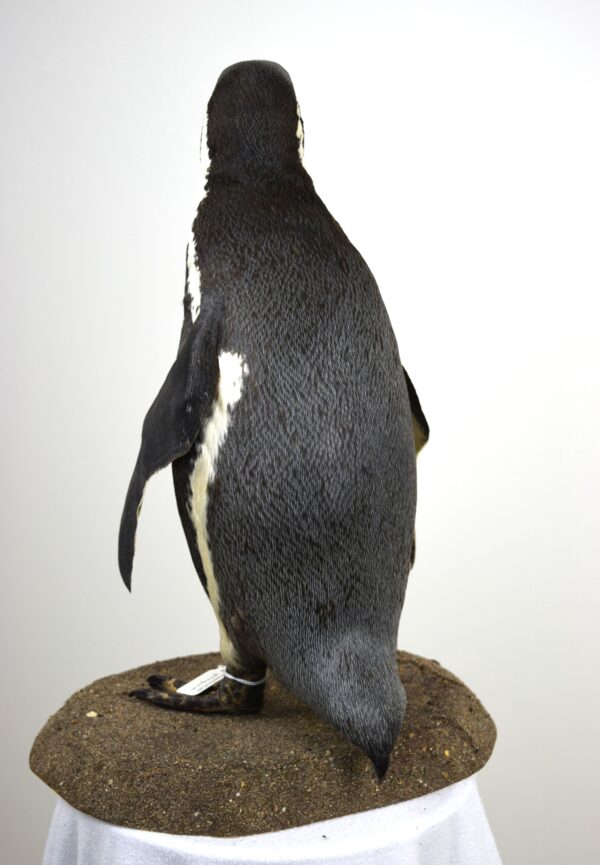 Humboldt Penguin - Image 4